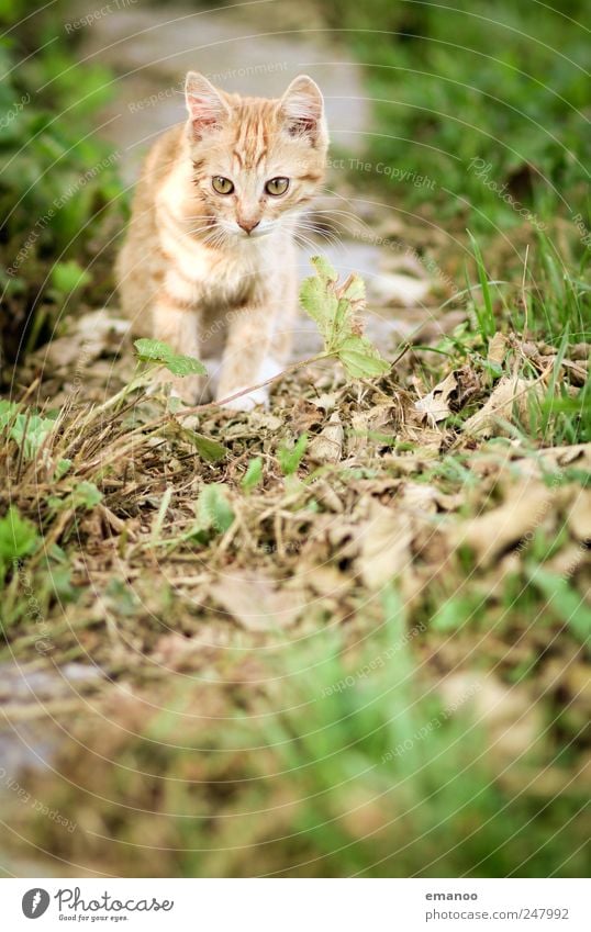 explorers Environment Nature Landscape Summer Grass Meadow Field Animal Pet Cat Pelt Paw 1 Baby animal Movement Discover Catch Hunting Walking Looking Stand