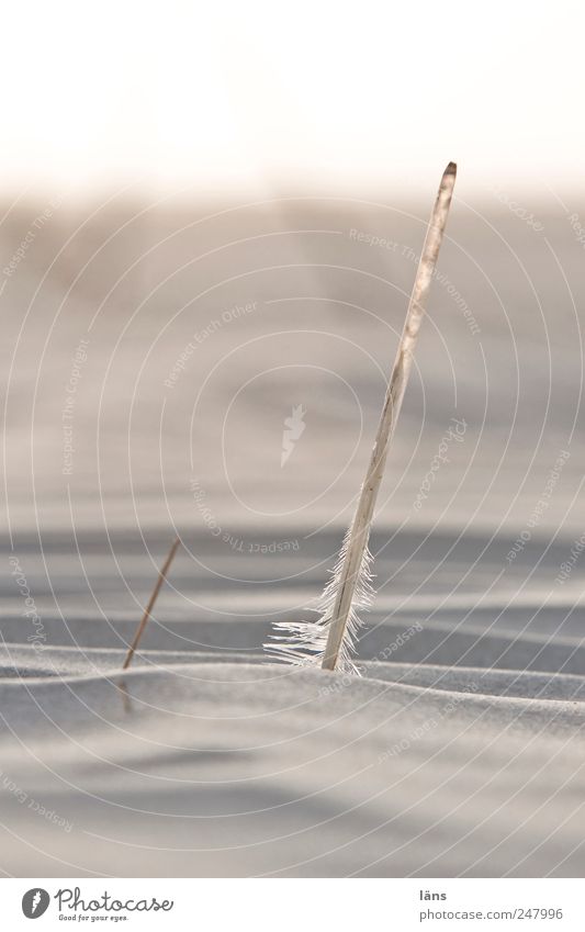 Spiekeroog | keel up II Beach Landscape Sand Coast Illuminate Transience Feather Feather shaft Grain of sand Colour photo Exterior shot Deserted Copy Space left