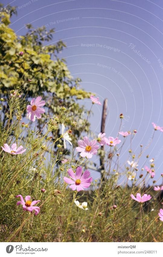 Roadside. Environment Nature Landscape Plant Esthetic Wayside Flower Meadow flower Flower meadow Blossom Italy Summer Exterior shot Natural Pink Violet Green