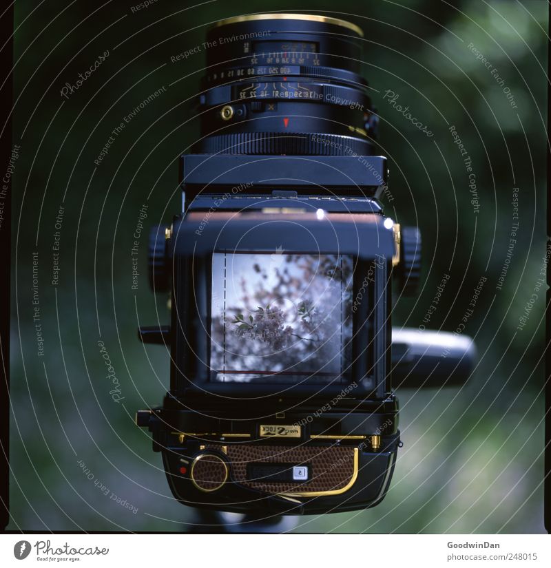 Cherry blossoms. Environment Nature Plant Flower Park Medium format Camera Old Authentic Sharp-edged Simple Elegant Beautiful Moody Take a photo Colour photo