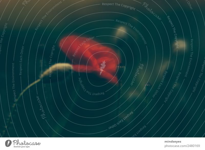 Red poppy in a dark meadow Nature Plant Summer Poppy blossom Meadow Mystic Flower meadow Dark Enchanting Colour photo Exterior shot Deserted Twilight