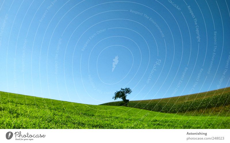 between field and meadow Environment Nature Landscape Plant Earth Air Sky Cloudless sky Summer Weather Beautiful weather Tree Grass Bushes Foliage plant