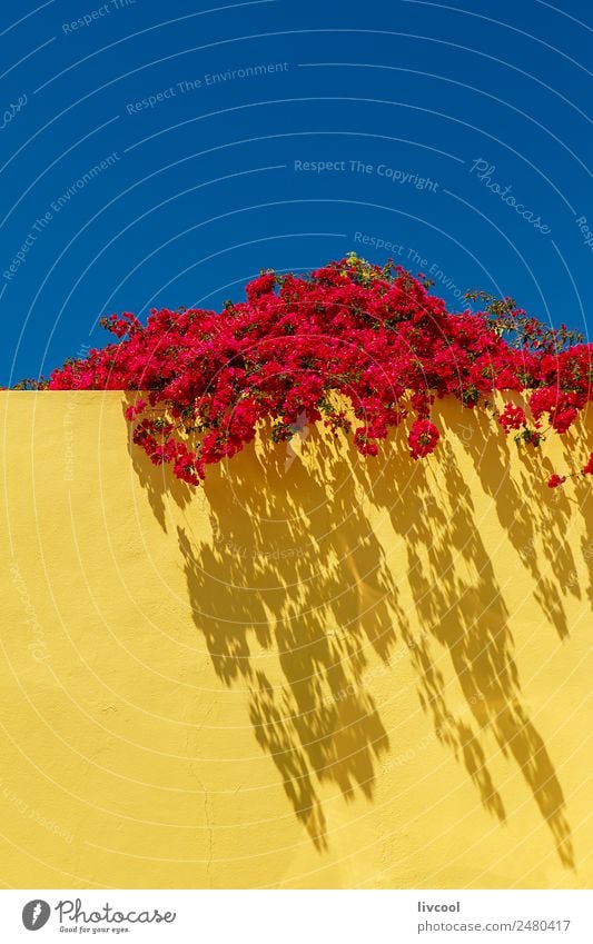 red flowers on yellow wall, portugal House (Residential Structure) Decoration Art Nature Plant Sky Spring Climate Flower Garden Building Street Cute Blue Yellow