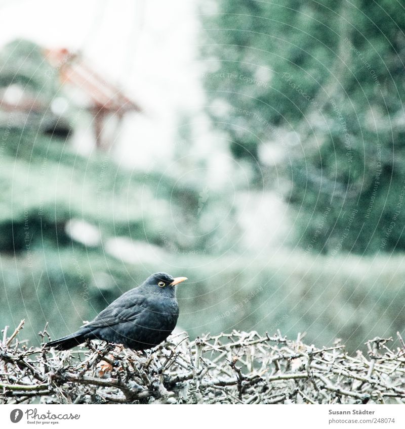 Blackbird. Nature Bushes Garden Wild animal Bird Listening Wait Hedge Detached house Rain Fat Hunting Exterior shot Detail Light Bird's-eye view