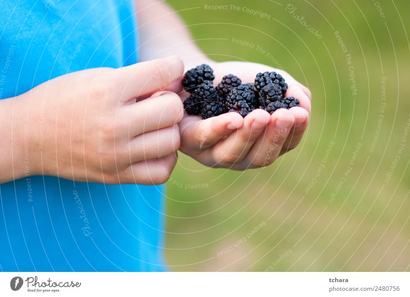 Blackberries in a child hand Food Fruit Dessert Eating Breakfast Vegetarian diet Diet Hand Nature Fresh Delicious Natural Juicy Green Colour Blackberry close