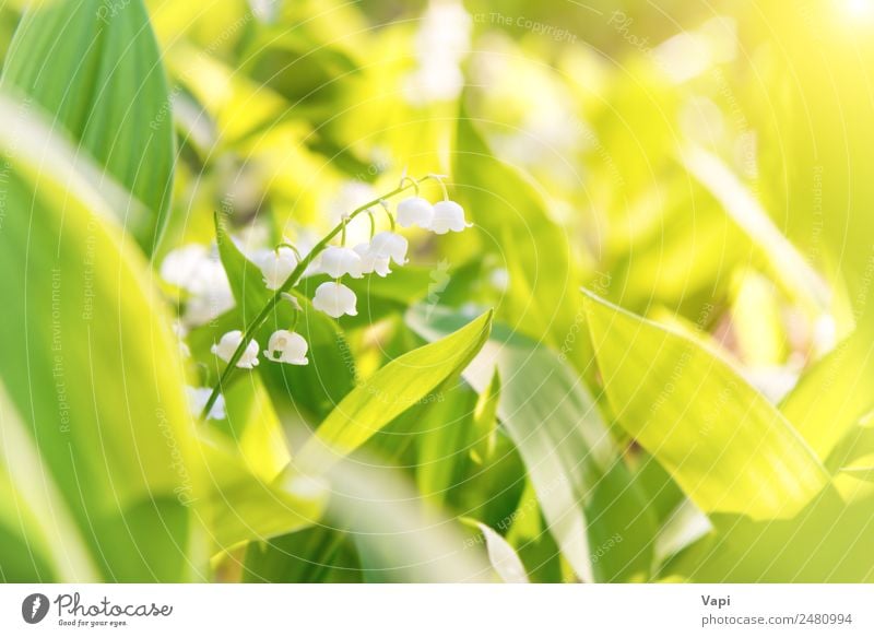 Wild white flowers lily of the valley Beautiful Summer Garden Environment Nature Landscape Plant Sky Sun Sunrise Sunset Sunlight Spring Flower Grass Leaf