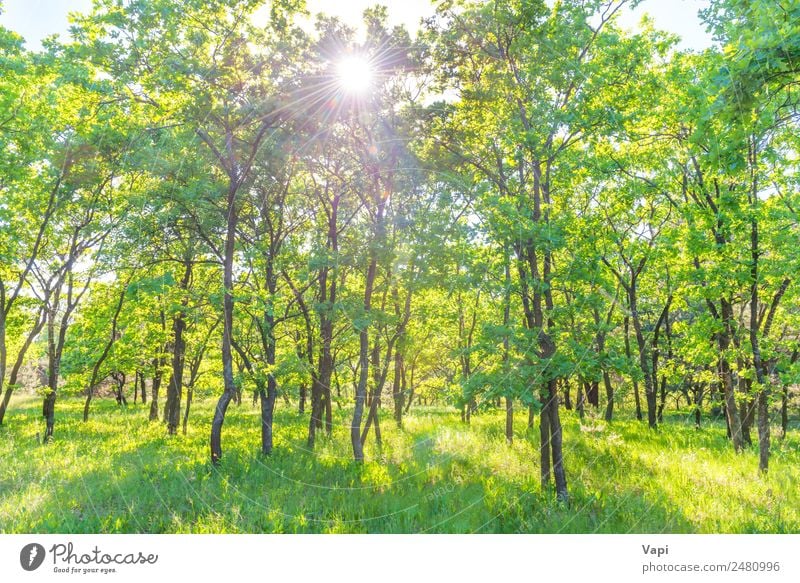 Landscape with green forest Beautiful Summer Sun Environment Nature Plant Sunrise Sunset Sunlight Spring Beautiful weather Tree Grass Bushes Leaf Foliage plant