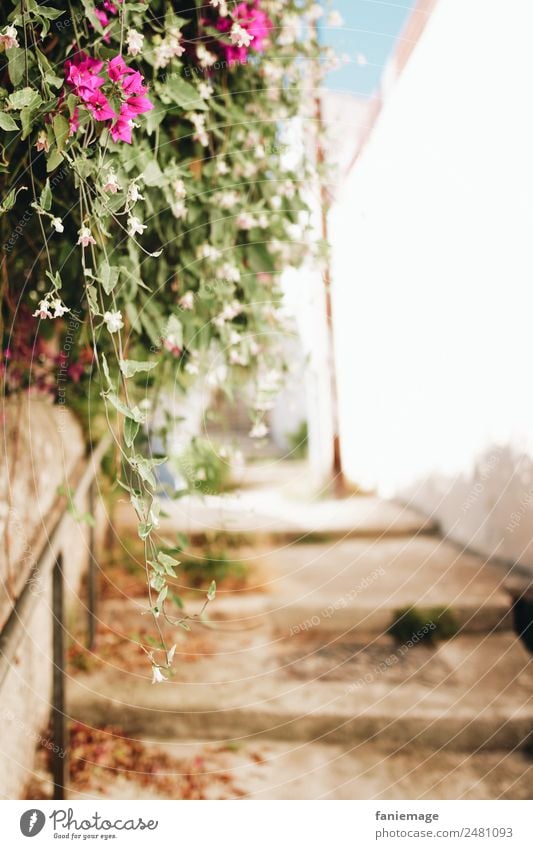 Marseille 7ème II Environment Nature Downtown House (Residential Structure) Wall (barrier) Wall (building) Stairs Old Mediterranean Southern France Flower Pink