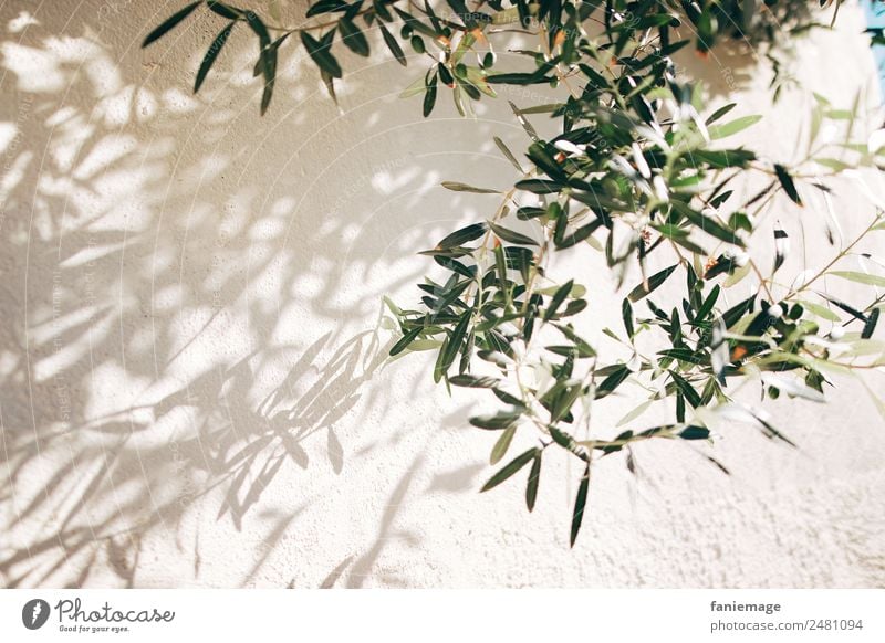 olive branches Environment Nature Wall (barrier) Wall (building) Esthetic Mediterranean Olive Olive tree Olive oil Olive leaf Shadow play Marseille Provence