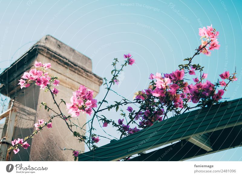 Marselle 7ème III Nature Beautiful weather Garden Park Outskirts Esthetic Wall (barrier) Marseille Flower Tendril Pink Blossoming Turquoise Pole Entrance