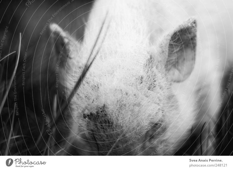 piggy. Meadow Animal Farm animal Zoo Swine Piglet 1 Dirty Emotions Bristles Black & white photo Exterior shot Deserted Light Shadow Contrast Animal portrait