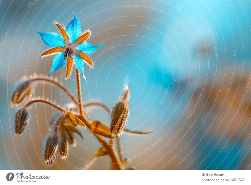 Flower of borage - Nature Herbs and spices Design Healthy Alternative medicine Wellness Harmonious Well-being Contentment Relaxation Calm Meditation Spa