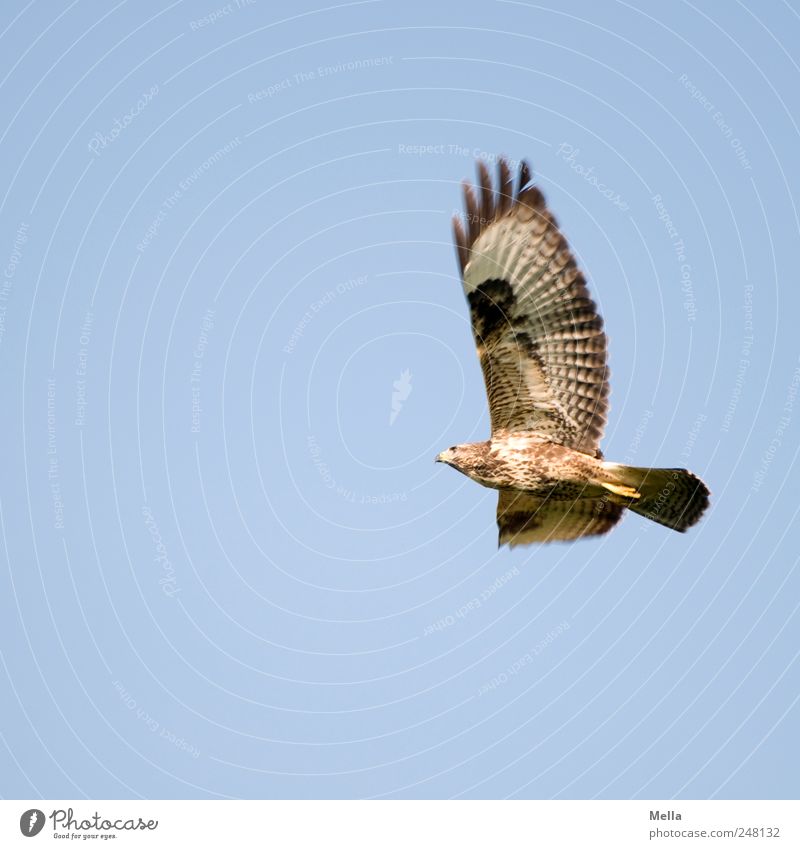 buzzard Environment Nature Air Sky Animal Bird Wing Hawk Common buzzard Bird of prey Feather 1 Flying Esthetic Free Large Natural Movement Freedom Colour photo