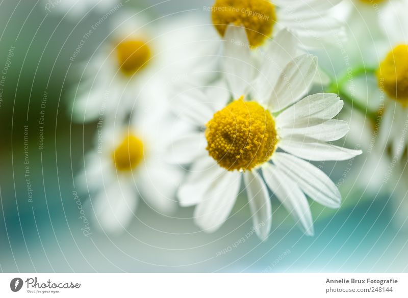 chamomile Plant Flower Blossom Esthetic Yellow White Elegant Serene Contentment Idyll Life Nature and Chamomile Colour photo Exterior shot Deserted