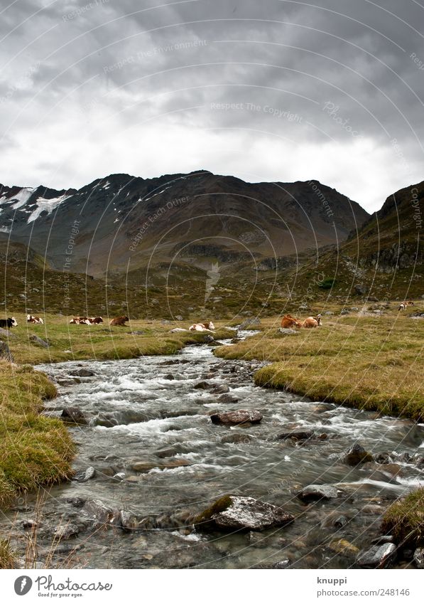 Switzerland Environment Nature Landscape Plant Animal Water Sky Clouds Sunlight Weather Bad weather Fog Grass Bushes Wild plant Alps Mountain Peak