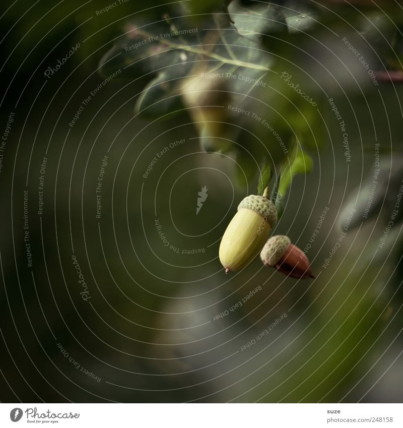 acorns Fruit Environment Nature Plant Autumn Tree Leaf Dark Natural Green Acorn Oak tree Twigs and branches Mature Colour photo Multicoloured Exterior shot