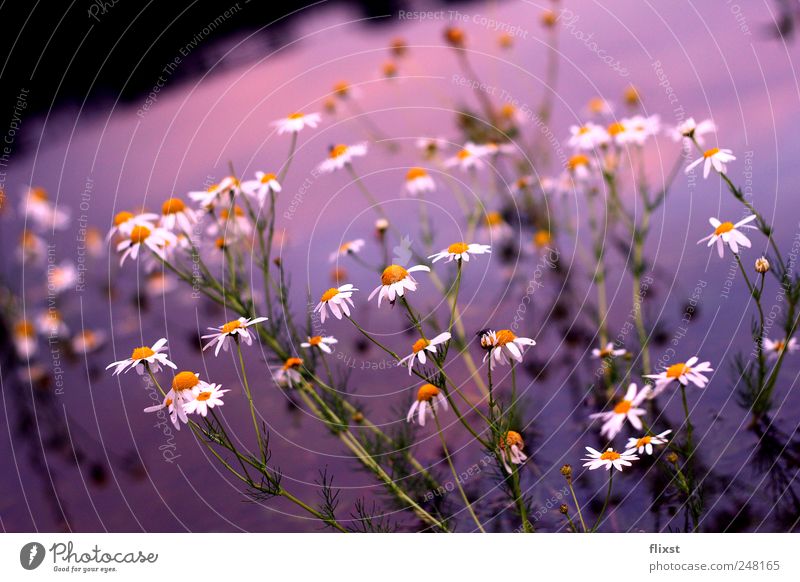 lake of flowers Water Summer Plant Wild plant Lake Sadness Grief Longing Indifferent Lily of the valley Colour photo Exterior shot Evening Reflection