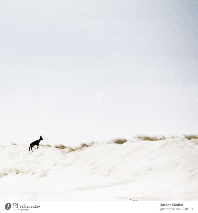 Spiekeroog Wilderness. Plant Animal Sand North Sea Island Wild animal Animal tracks 1 Baby animal Roe deer Fawn Beach dune Freedom Marram grass Walking Flee