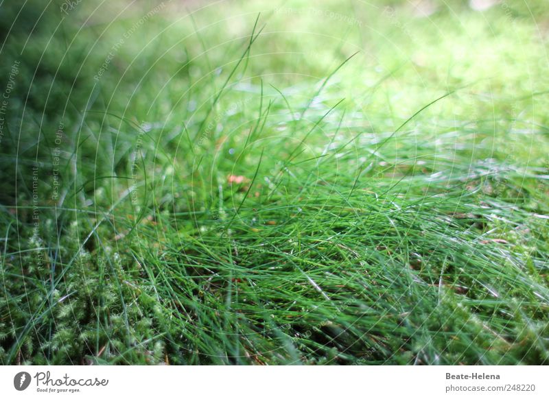 light green Nature Landscape Plant Summer Beautiful weather Grass To feed Growth Esthetic Green Grass surface Lawn Shaft of light Sunglasses Sunflower