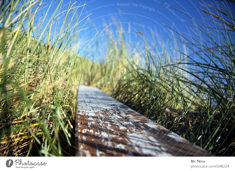 nordic nature Environment Nature Cloudless sky Beautiful weather Plant Grass Bushes Coast Green Wood Wooden board Marram grass Dune Salty Decline Plank