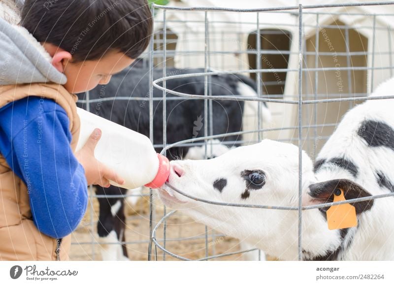 Little baby cow feeding from milk bottle. Drinking Milk Bottle Child Human being Masculine Baby Boy (child) 1 Animal Farm animal Cow Animal face Feeding