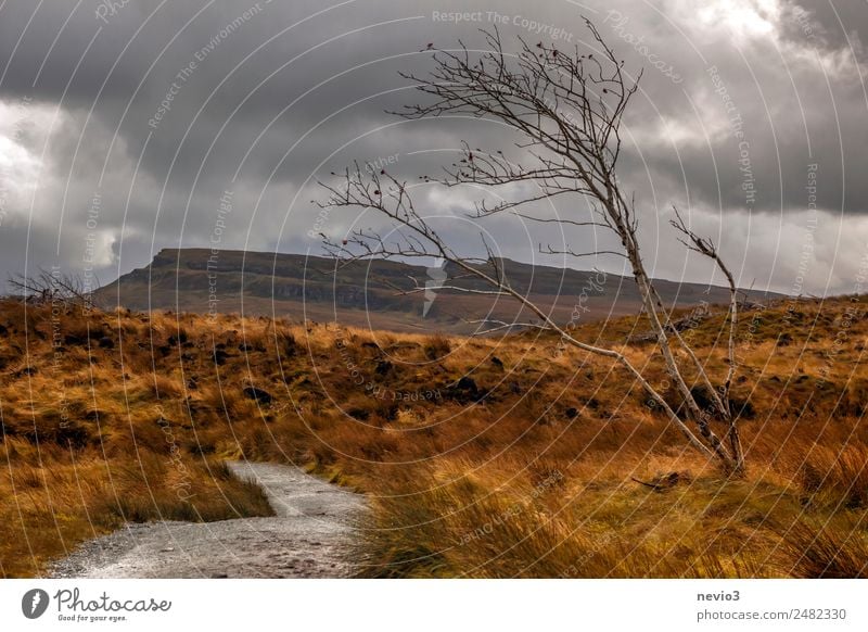 Single bare tree in the Scottish Highlands Landscape Tree Meadow Field Orange Bleak Deciduous tree Autumn Autumnal High plain Scotland Mountain Hill Grassland