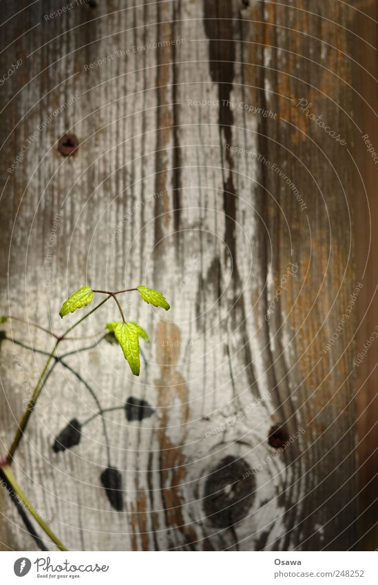 little plant Plant Leaf Green Twig Shoot Background picture Wood Wooden board Plank Fence Wood grain Knothole Shadow Drop shadow Small Delicate Fragile youthful