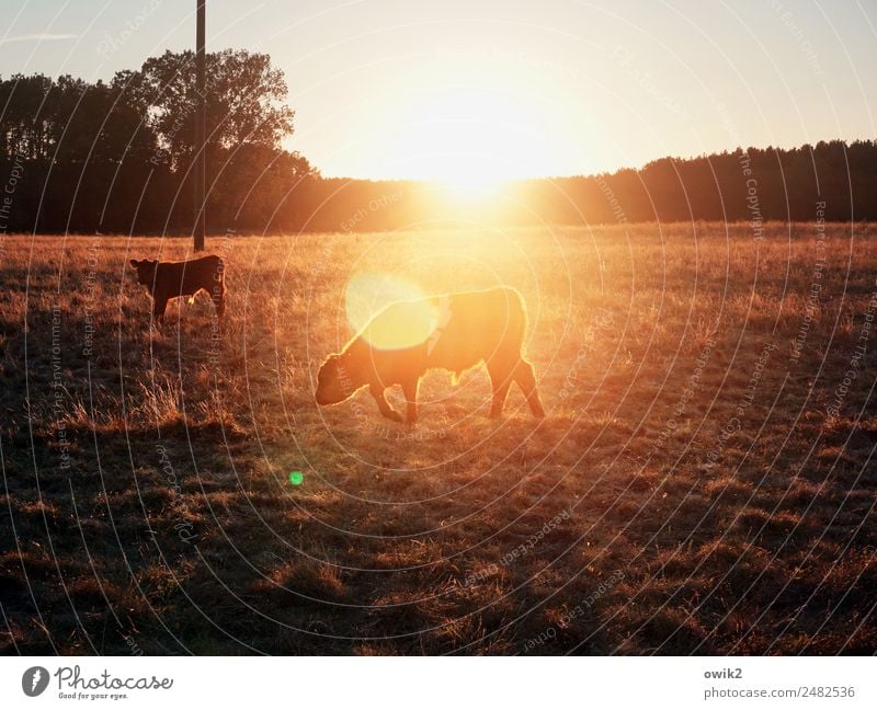 young bulls Environment Nature Landscape Plant Animal Cloudless sky Horizon Sun Summer Beautiful weather Warmth Tree Grass Pasture Meadow Calf 2 To feed