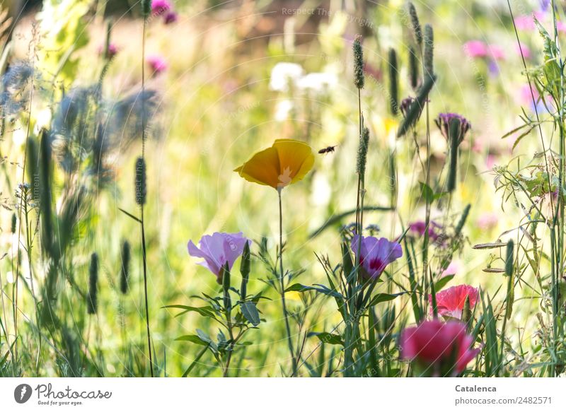 Bee and flower meadow Nature Plant Summer Beautiful weather Flower Grass Leaf Blossom Poppy Garden Meadow Honey bee Insect 1 Animal Blossoming Fragrance Flying