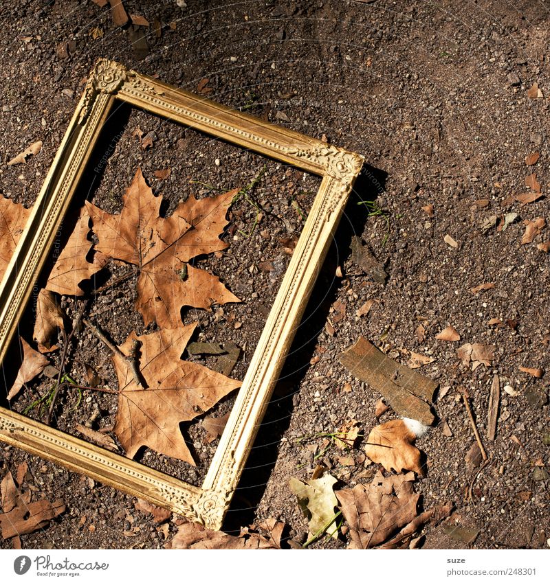 autumn picture Environment Nature Autumn Beautiful weather Leaf Exceptional Dirty Natural Brown Gold Autumn leaves Ground Picture frame Frame Noble Bronze