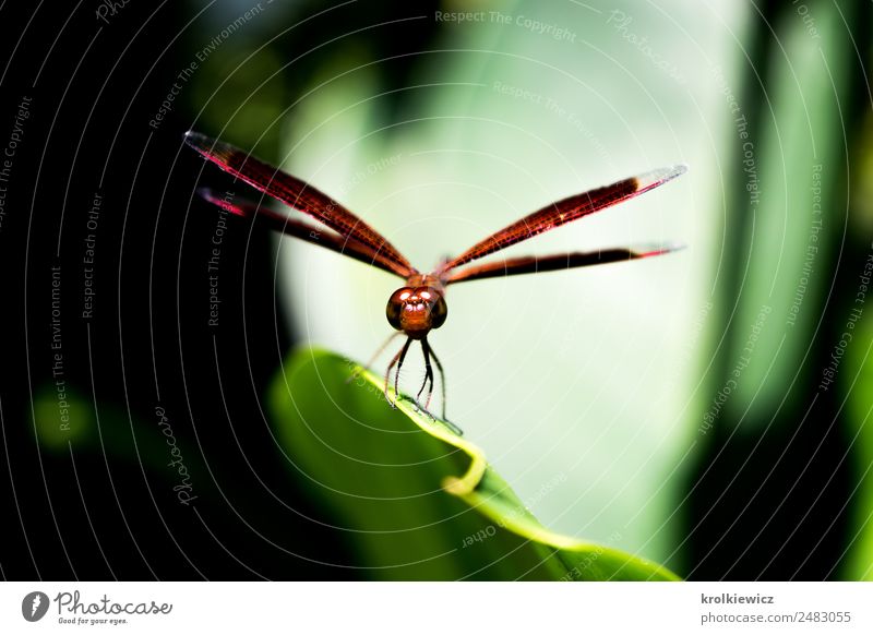 Little dragonfly on leaf Animal Wing Dragonfly Dragonfly wings 1 Leaf Leaf green Leaf shade Breathe Think Hunting Stand Exceptional Threat Success Brown Green