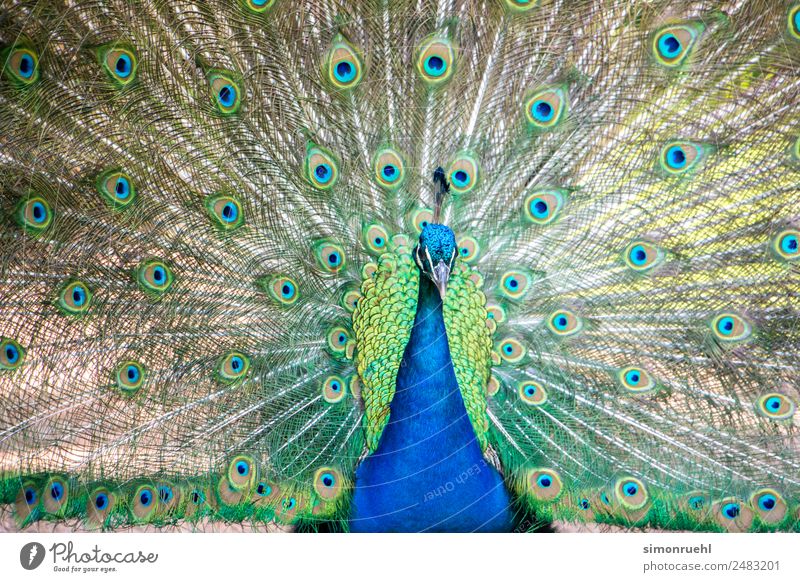 Pride Zoo Nature Animal Bird Peacock 1 Aggression Beautiful Colour photo Deserted Long shot