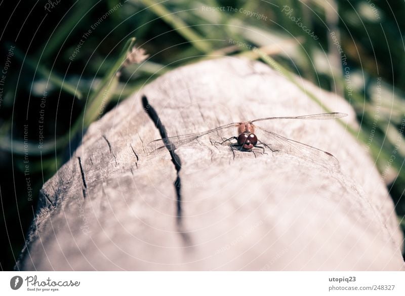 Big Brother is watching you Zoo Nature Animal Garden Park Wild animal Wing Dragonfly Dragonfly wing 1 Observe Flying Crawl Looking Sit Dresden Colour photo