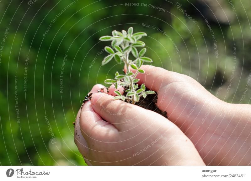 Dirty boy hands holding small young herbal sprout plant Herbs and spices Vegetarian diet Garden Child Business Boy (child) Hand Nature Plant Earth Leaf Growth