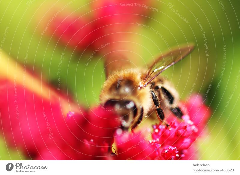 flower feast Nature Plant Animal Summer Flower Blossom Genus Astilbe Wild animal Bee Animal face Wing 1 Blossoming Fragrance Flying To feed Beautiful Honey