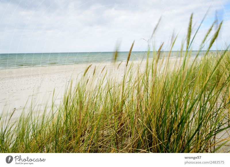 Dune with sea view Freedom Summer Summer vacation Beach Ocean Nature Landscape Plant Sand Air Water Sky Clouds Grass Marram grass Coast Baltic Sea Beach dune