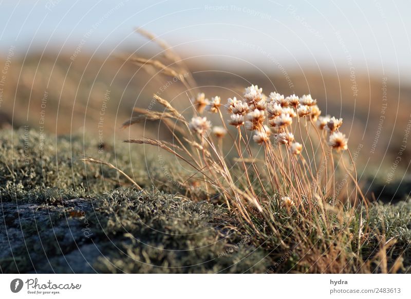 withered cloves on moss on a skerry in Sweden Relaxation Calm Nature Landscape Plant Sky Summer Climate change Beautiful weather Drought Grass Moss bleed