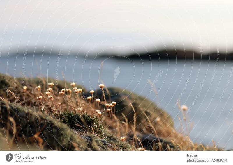 withered cloves on moss on a skerry in Sweden Harmonious Nature Landscape Earth Water Sky Summer Beautiful weather Grass Moss bleed Wild plant Common thrift