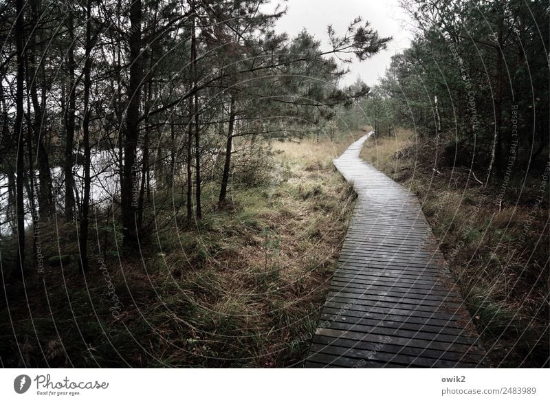 course Environment Nature Landscape Plant Sky Clouds Horizon Autumn Bad weather Tree Grass Bushes Bog Lanes & trails nature trail Footbridge Wood Threat Dark