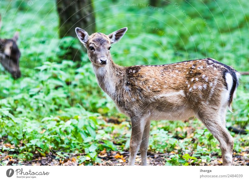 European red deer in the forest in Autumn Beautiful Hunting Environment Nature Animal Tree Grass Park Forest Wild animal 1 Natural Brown Green Red deer Antlers