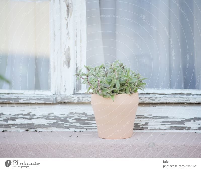 windowsill Plant Pot plant Building Facade Window Esthetic Elegant Pink White Pastel tone Light blue Bright Colour photo Exterior shot Deserted Day