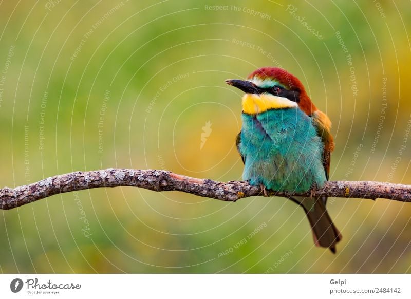 Portrait of a colorful bird Exotic Beautiful Freedom Nature Animal Bird Bee Glittering Feeding Bright Wild Blue Yellow Green Red White Colour wildlife bee-eater