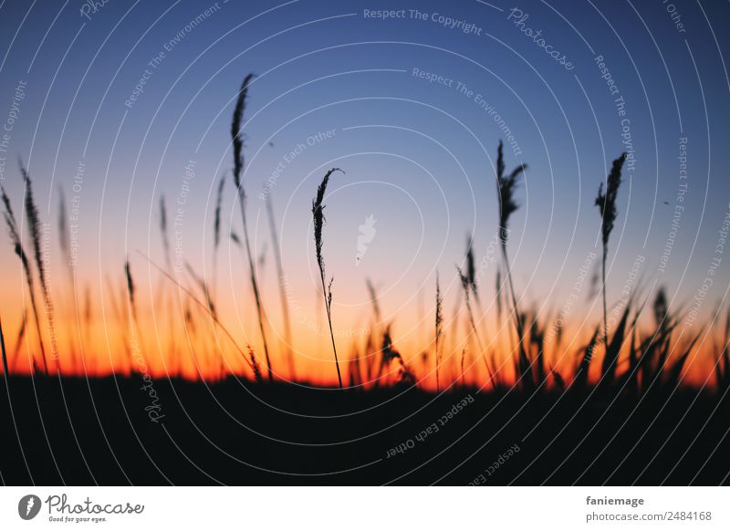 Summer evening in the Camargue Environment Nature Landscape Sky Horizon Sunrise Sunset Sunlight Beautiful weather Field To enjoy Moody Common Reed Grass