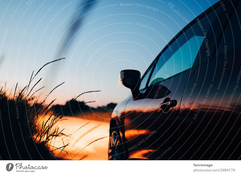 Summer evening in the Camargue V Lifestyle Leisure and hobbies Driving Tourism Vacation & Travel Car Trip road trip Common Reed Orange Blue sky reflection