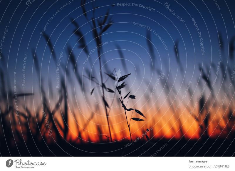 couleurs d'été Environment Nature Sky Sunrise Sunset Beautiful weather Plant Field Esthetic Blue Yellow Red Black Camargue Southern France Common Reed Grass