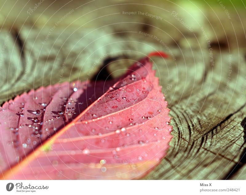 Hooray hooray of the herbs is daaaa Drops of water Autumn Leaf Cold Wet Red Colour Autumnal Autumn leaves Autumnal colours Early fall Dew Morning Rachis