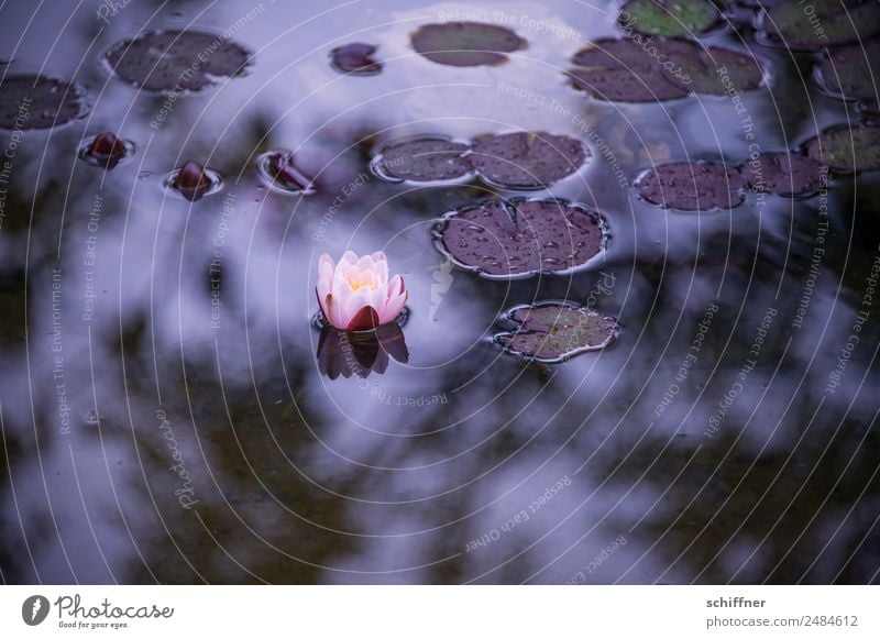 Thought games Grief and Hope Nature Plant Leaf Blossom Garden Pond Dark Water lily Loneliness Sadness Exterior shot Deserted Copy Space right Copy Space bottom