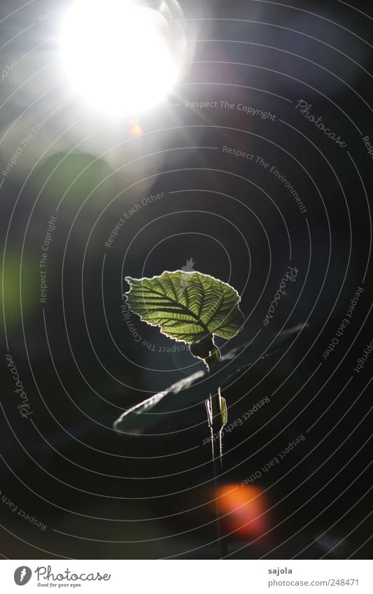 In the light Environment Nature Plant Sun Sunlight Leaf Foliage plant Illuminate Dark Rachis Underside of a leaf Leaf green Colour photo Exterior shot Close-up