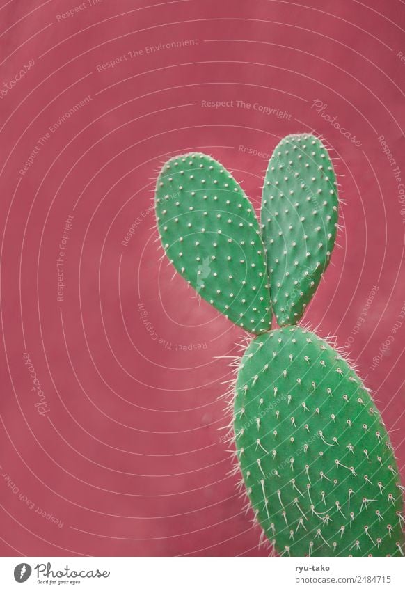 Cactus with ears Summer Sun Plant Foliage plant Exotic Esthetic Exceptional Kitsch Cute Beautiful Green Pink Spine Point Ear Hare & Rabbit & Bunny Individual