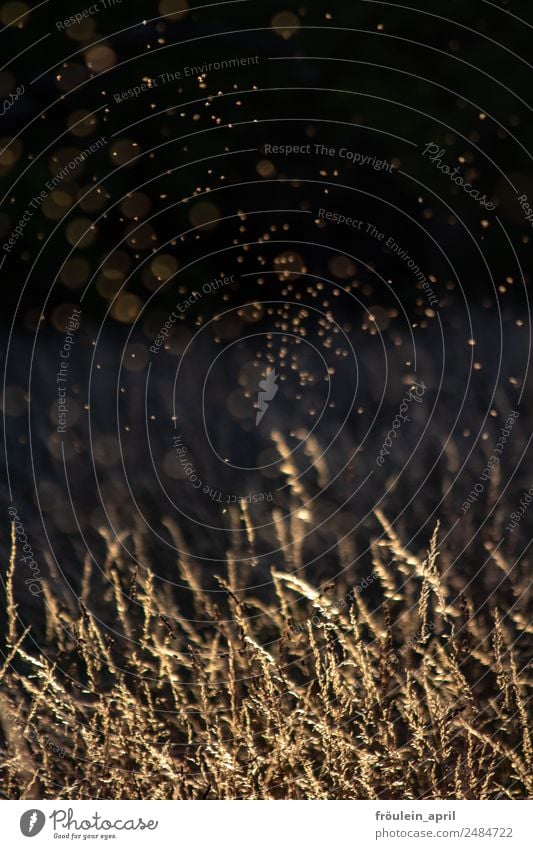 dancing in the dark Summer Nature Plant Grass Park Meadow Free Brown Black White Beige blurry Mosquitos sugar midge Flock Summer evening Colour photo Evening